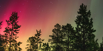 Forest image