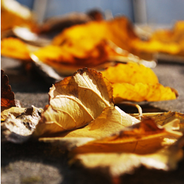 Autumn image